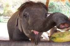 das schmeckt (Thai Elephant Conservation Center, Lampang)