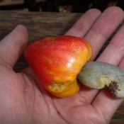 cashew nut fruit