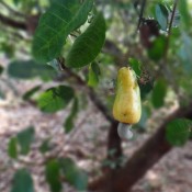Cashewnut Baum