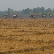 Ausgetrocknete Reisfelder Am Dorfrand