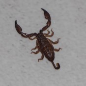 Ein Kleiner Skorpion In Unserem Zimmer