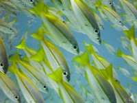 Yellowtail Snapper