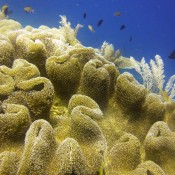 Unterwasserwelt Raja Ampat
