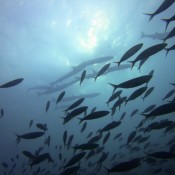Mundo subacuático de Raja Ampat – Blue Magic