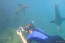 Schnorcheln mit Seelöwen (Isla Lobos) (Galapagos – 2 Wochen im Naturparadies)