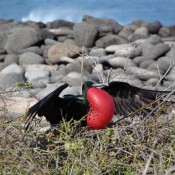 Male banded frigate bird with inflated throat pouch