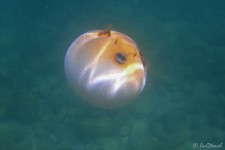 aufgeblasener Kugelfisch (Galapagos – 2 Wochen im Naturparadies)
